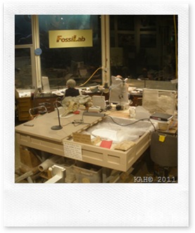 Natural History Museum - #5 - Fossil Lab 