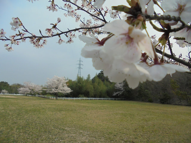 とっとり花回廊の駐車場のソメイヨシノ桜