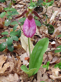 pink lady slipper