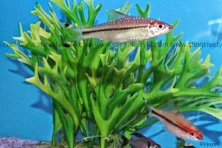 red line torpedo barb fish picture