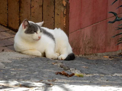 サレルノで見つけた猫