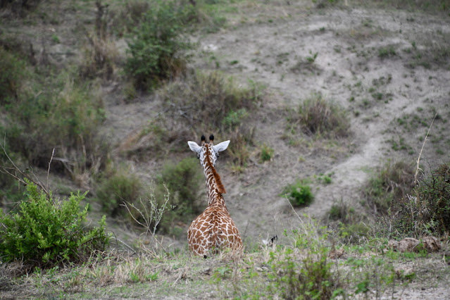 Tarangire National Park