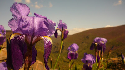 Los tulipanes y flores bonitas