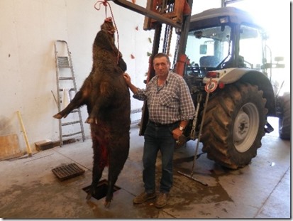 cinghiale