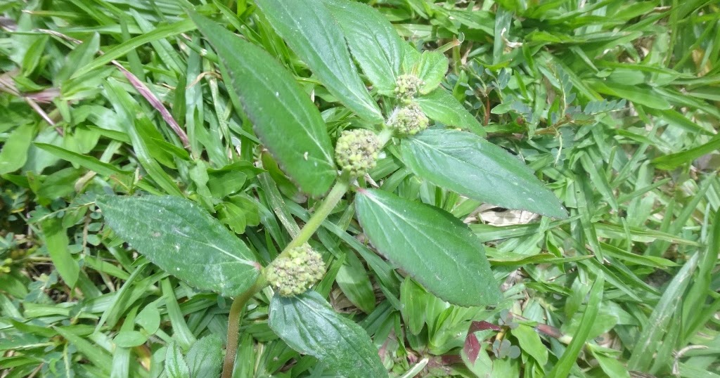 Pokok herba,bunga, ulaman dan segala jenis tumbuhan: daun 