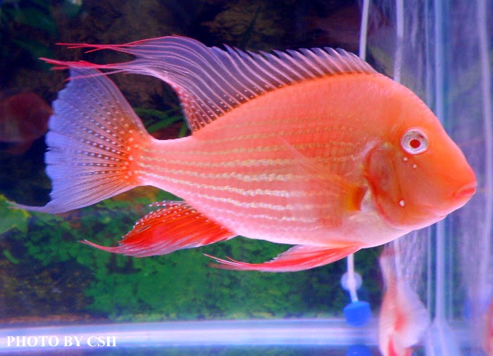 金魚快訊部落格goldfish Messages Blog 真紅眼白子關刀寶石 Acarichthys Heckelii Albino