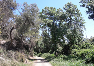 Cabra del Camp a Fontscaldetes, camí paral·lel al Torrent de Fonollosa a Cabra del Camp