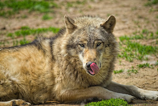 African grassland gray wolf
