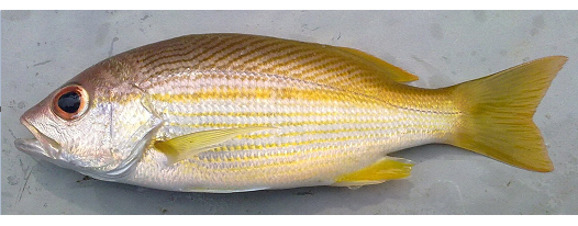 Indian Snapper