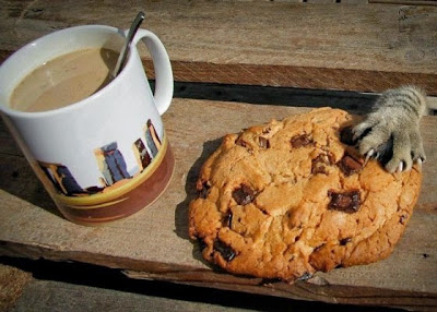 divertida foto de animalito ladron robando galletas