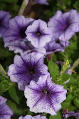 IMG_1781