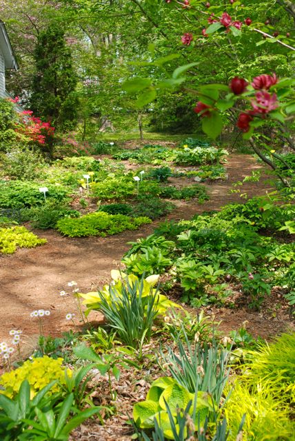 View of the opposite side of Carolyn's house: home to many of her rare Hosta and shade plants of all kinds. A real treasure trove! 