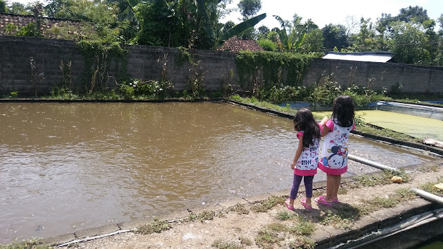 kolam terpal ikan lele