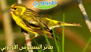 طائر البسبوس الجزائري