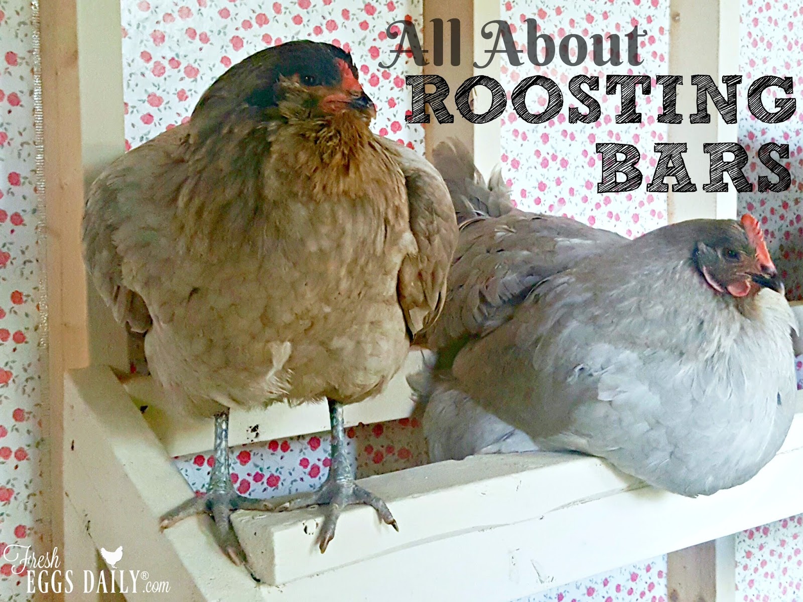 All About Roosting Bars In Your Chicken Coop Fresh Eggs Daily
