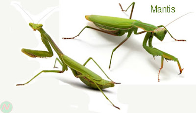 mantis, mantis insect