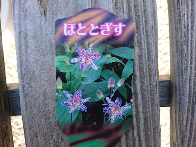 √70以上 ホトトギス 花 育て方 181479-ホトトギス 花 育て方