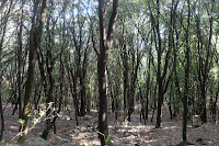 Sombrío bosque de encinas en Fontmartina del Montseny