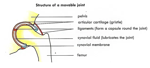 Structure of Synovial Joint