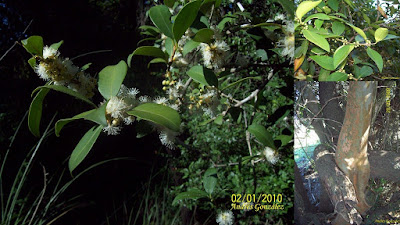 Guayabo blanco (Eugenia uruguayensis)