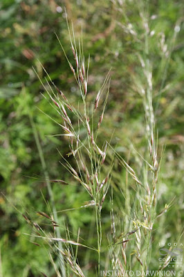 Paja vizcachera (Amelichloa caudata)