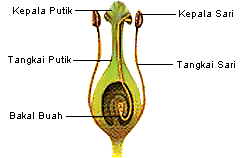 PENGERTIAN DEFINISI ISTILAH ARTI KATA PENGERTIAN BAKAL BUAH