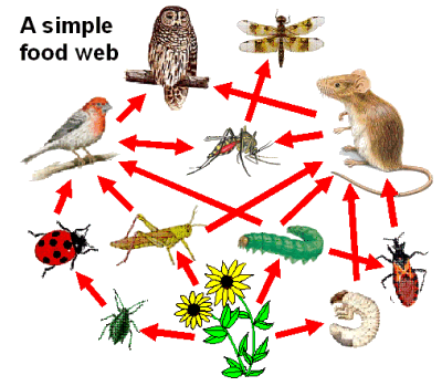 picture of food chain and food web. forest food web examples.