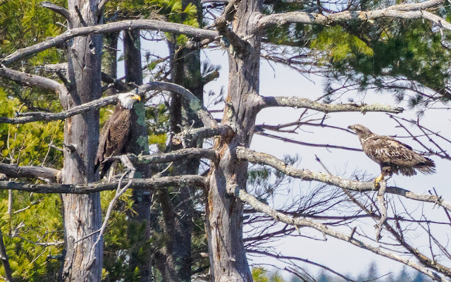 Bald Eagles