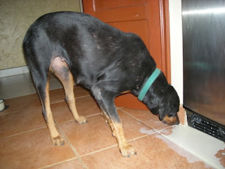 rottweiler cleaning up mess