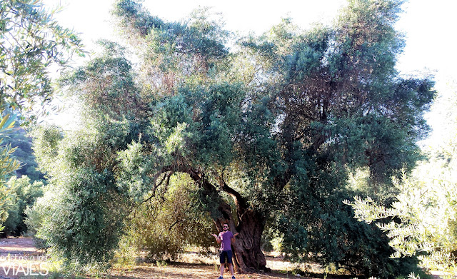 Olivo de Fuentebuena, el olivo más grande del mundo