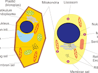 Perbedaan Sel Tumbuhan Dan Sel Hewan Dalam Bentuk Tabel