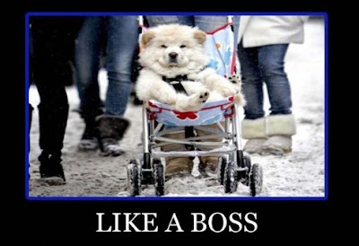 like a dogg boss