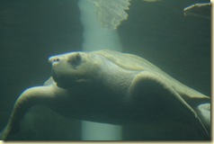 Mazunte 091