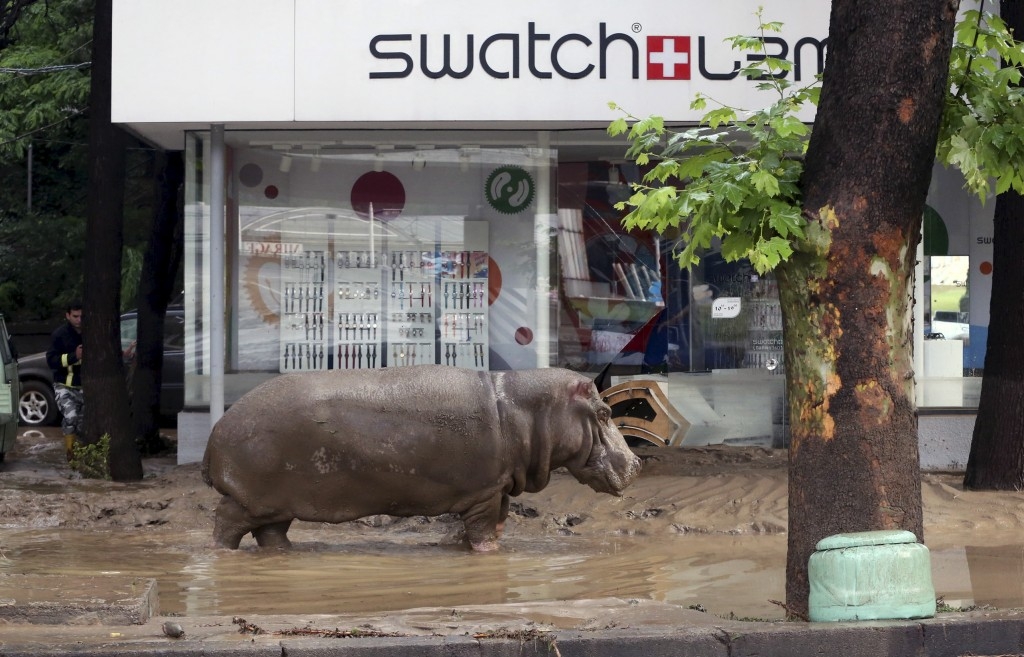 70 Of The Most Touching Photos Taken In 2015 - A hippopotamus walks across a flooded street in Tbilisi, Georgia, after tigers, lions, bears and wolves escaped from a zoo during flooding.