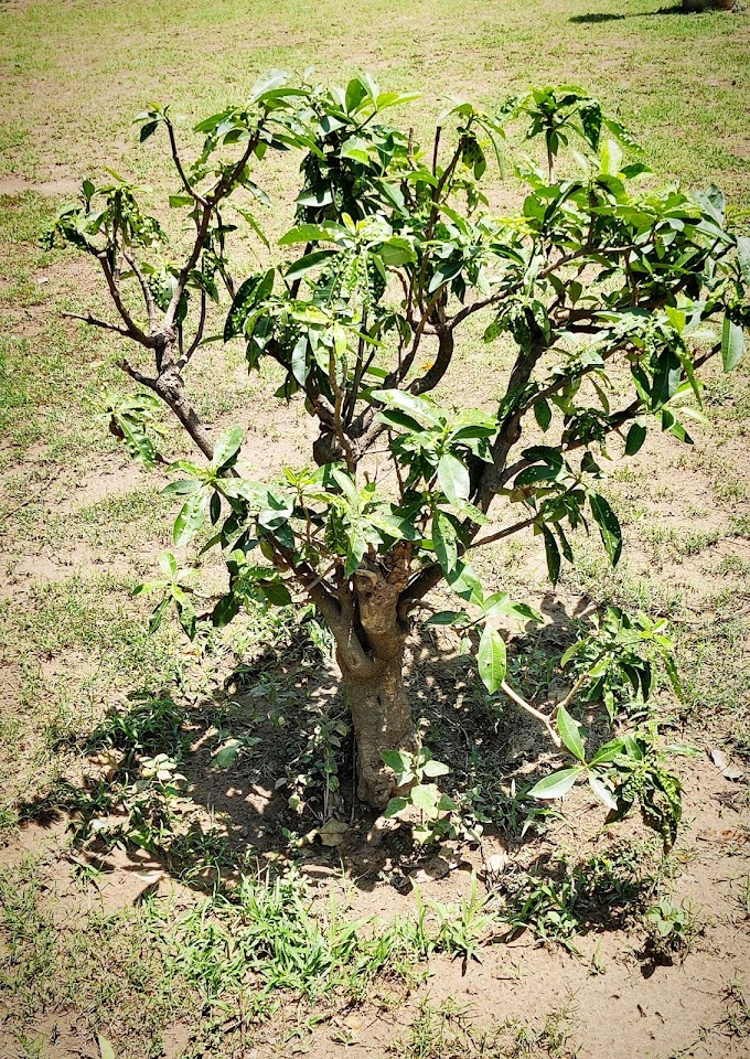 Small Tree