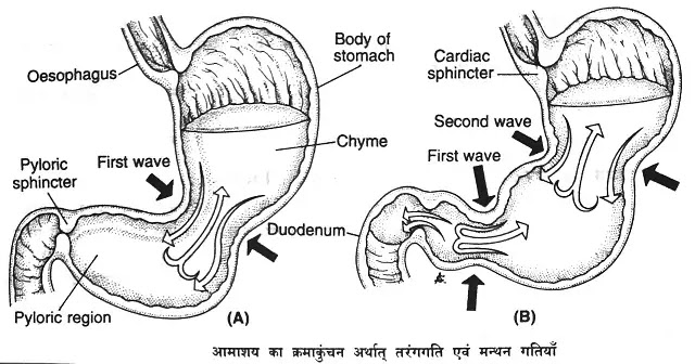 आमाशय की संरचना (Structure of Stomach) तथा कार्य|hindi