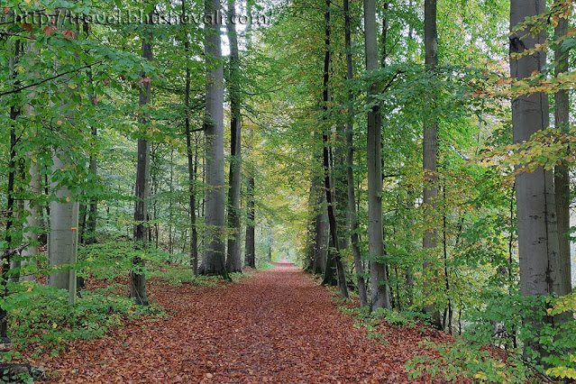 UNESCO Primeval Beech Forests - Sonian Forest, Belgium