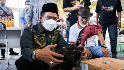 Dadang Supriatna: Ayam Shamo Potensial Secara Ekonomi