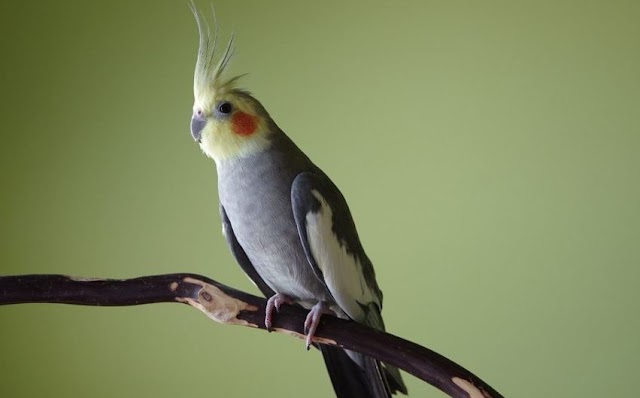 Yuk Kenali Penyakit Umum pada Burung Parkit dan Cara Mengatasinya