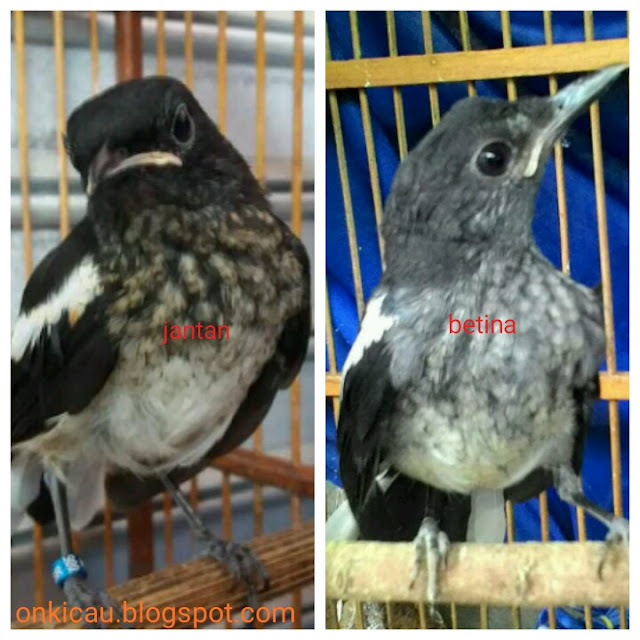 gambar anakan / trotolan burung kacer jantan dan betina