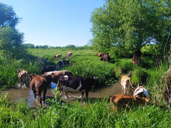 SrCows at New Madhuban in Bulgaria