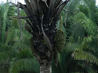 Винная пальма. Колумбия, Магдалена