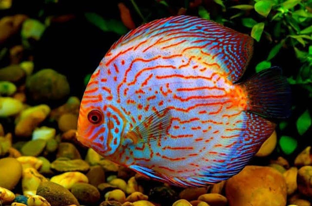 Ikan Discus