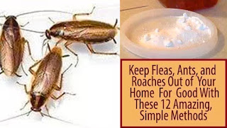 Keep Fleas, Ants, and Roaches Out of Your Home For Good With These 12 Amazing, Simple Methods