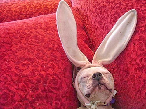 dog in bunny ears