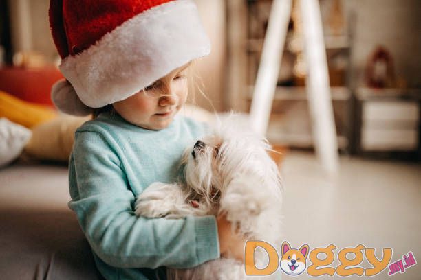 Pelatihan Dasar Lompat Ban untuk Anjing Anda