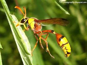 Potter Wasps