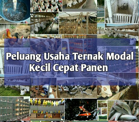 Contoh Peluang Usaha Ternak Menguntungkan Modal Kecil Cepat Panen 2019