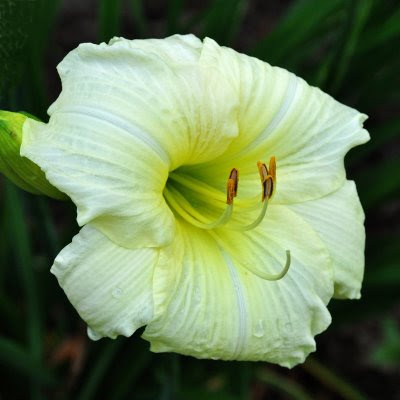 joan senior daylily