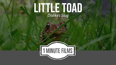 Little Toad Video